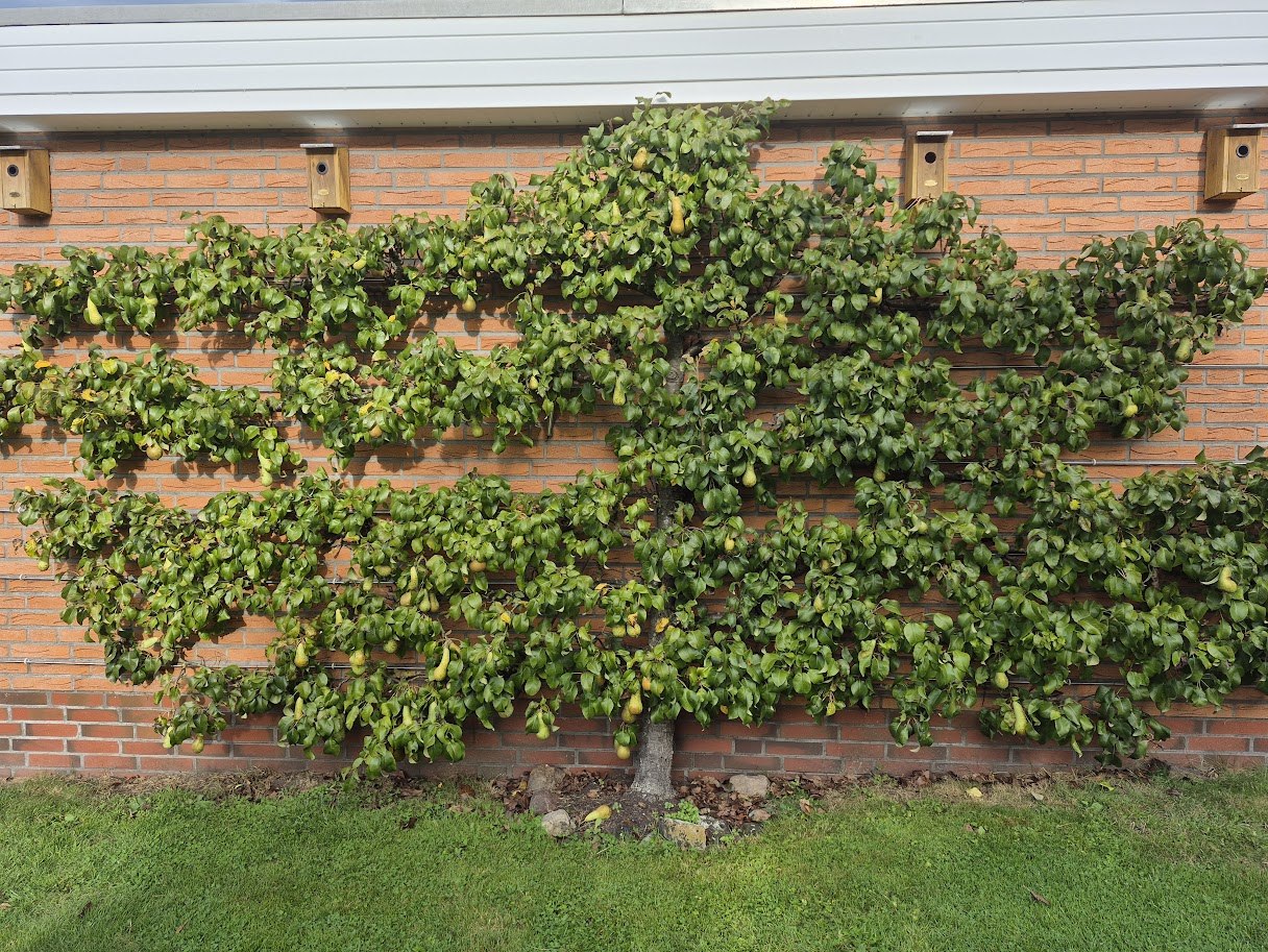 Birnenspalier an einer Hauswand